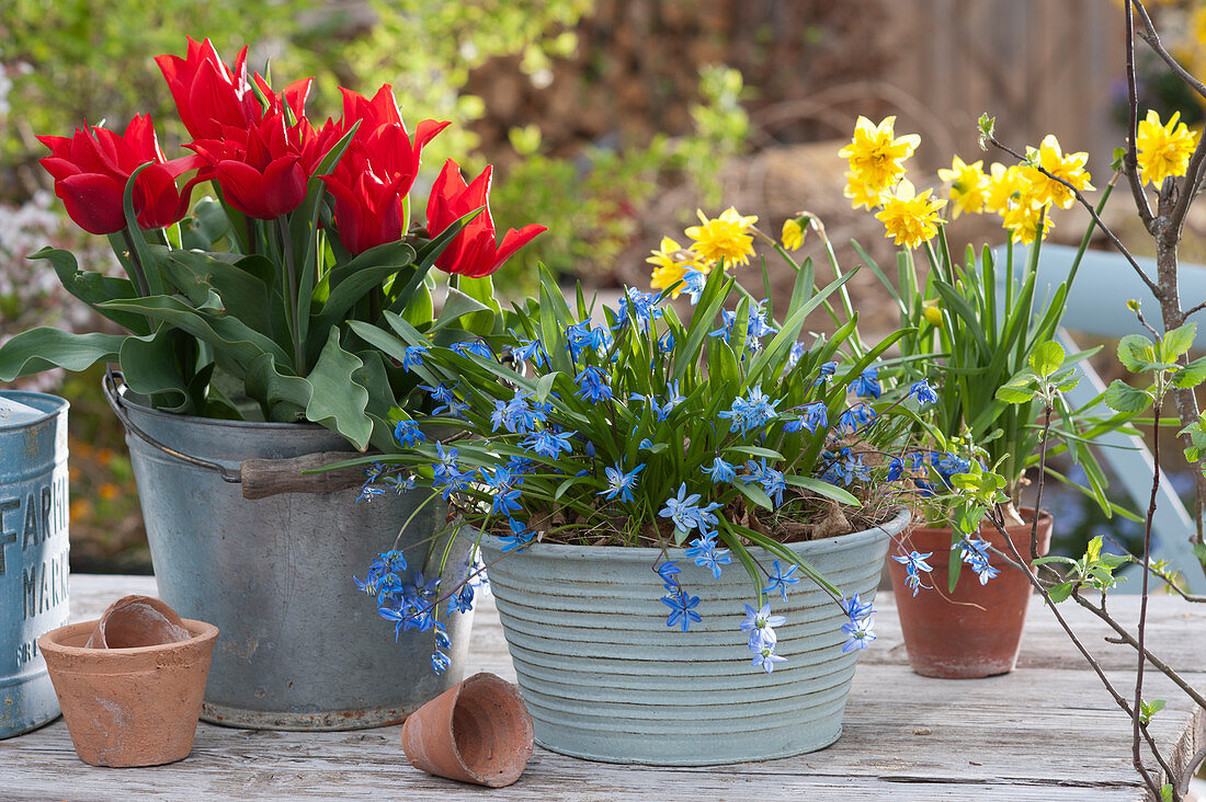 An arrangement of two leaf squill, lily-flowered tulips 'Pieter de Leur' and daffodil 'Tete Boucle' in a container