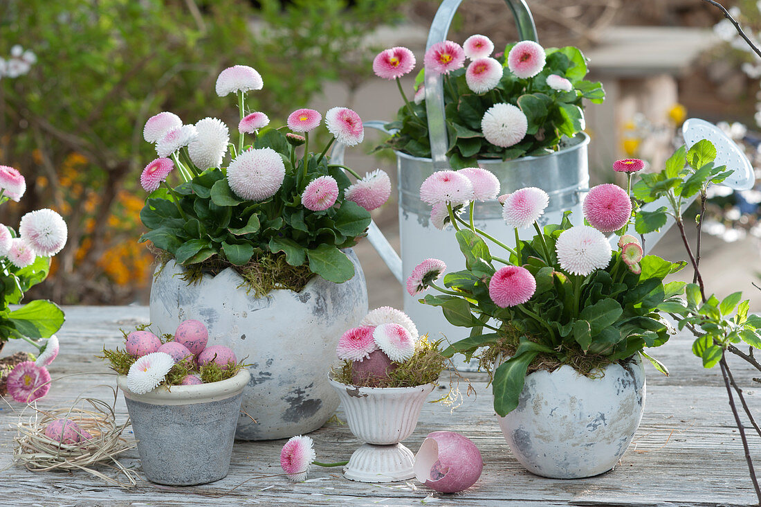 Thousandschön English Daisies Tasso 'Strawberry & Cream', Dyed easter eggshells, and Easter eggs are being used as decorations