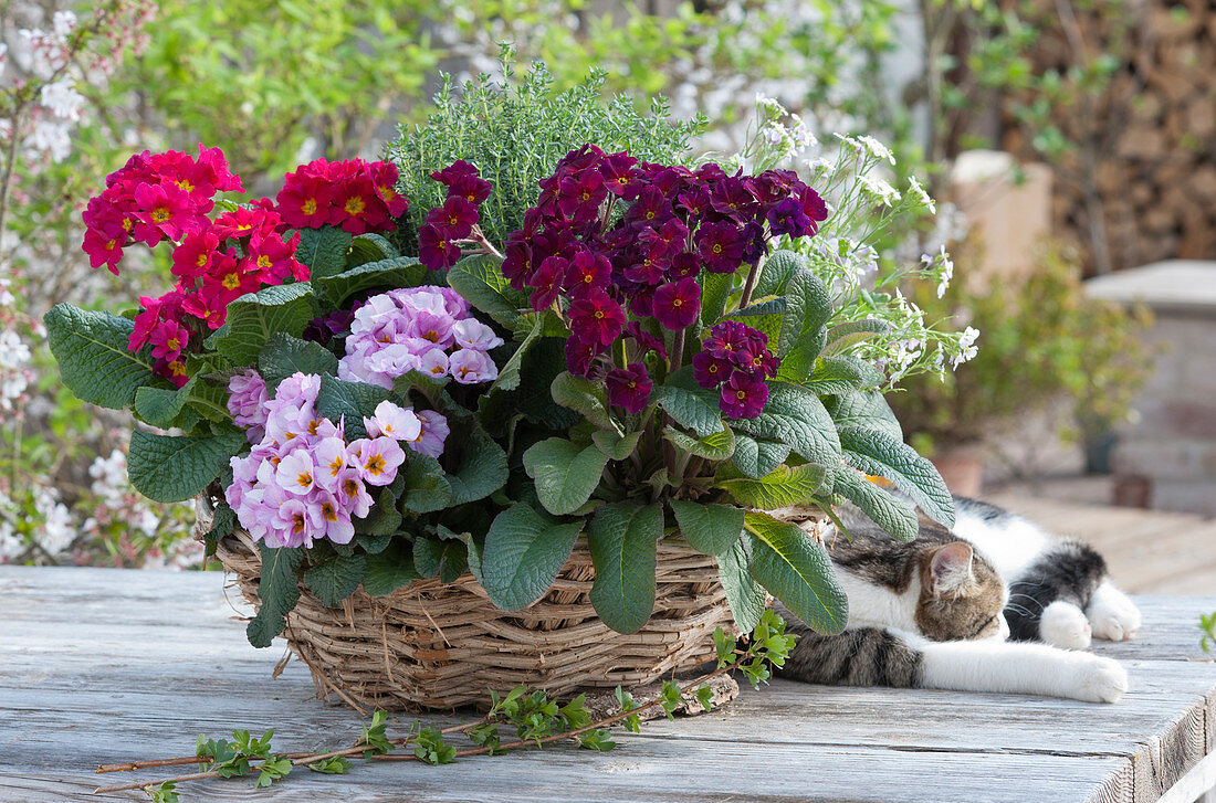 Korb-Schale mit Primeln Spring Bouquet 'Lilac Dark' 'Rosa-Kirsch' 'Flieder', Thymian und Gänsekresse, Katze liegt auf dem Tisch
