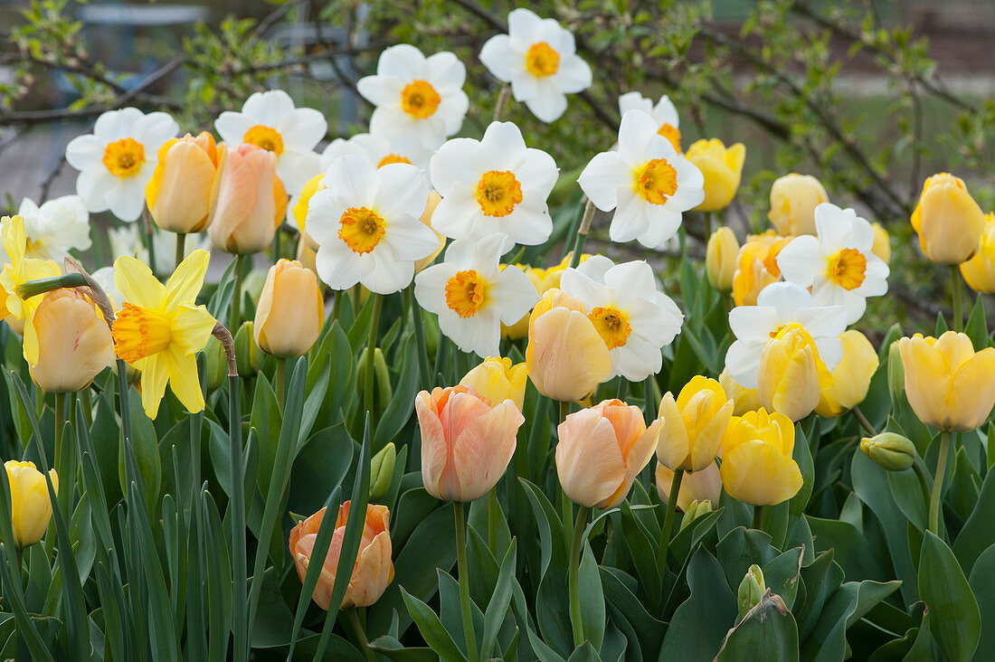 Spring bed with tulips and daffodils 'Barrett Browning'
