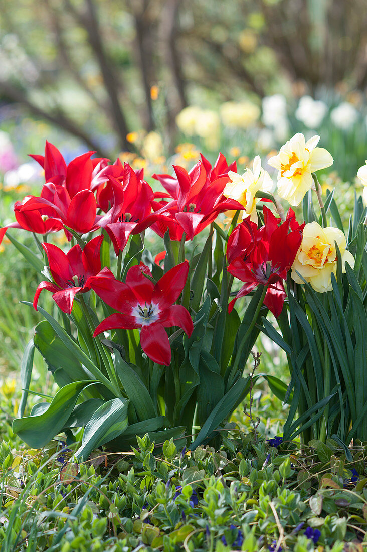 Lily flowered tulip 'Pieter de Leur' and daffodil 'Tahiti'