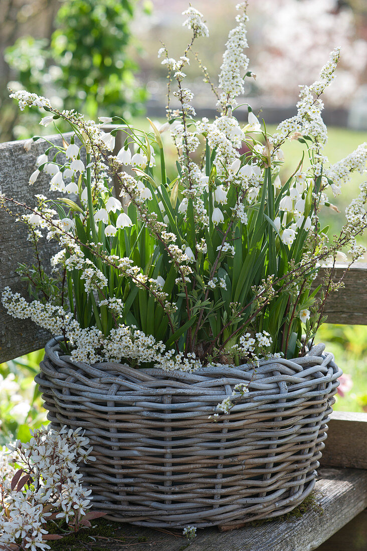Basket with a spring snowflake and Bridal Wreath Spirea