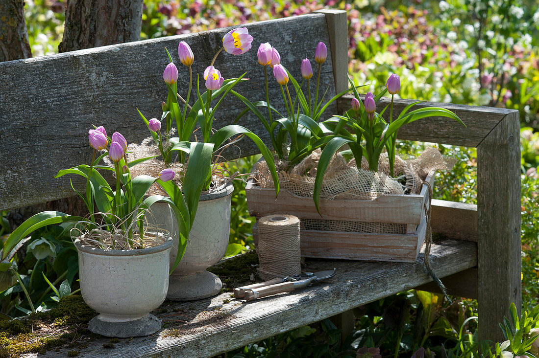 Wildtulpen 'Lilac Wonder' in Töpfen und Holzkasten auf Holzbank