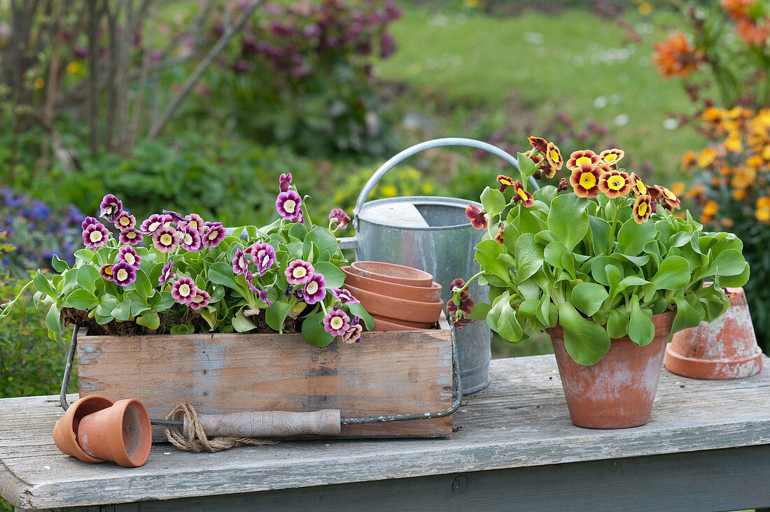 Primula auricula 'Good Report' and 'Bilbo Baggins' in a wooden crate and clay pot