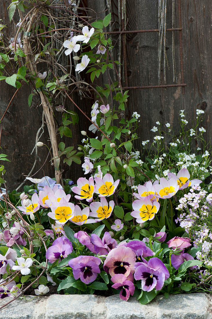 Spring flower bed with pansies, wild tulip 'Lilac Wonder', rockcress, and clematis