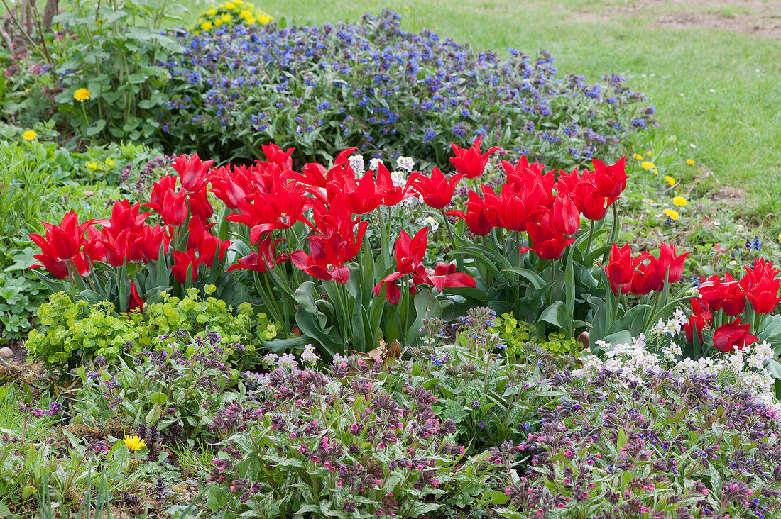 Spring flower bed with red tulips, lungwort, and milkweed