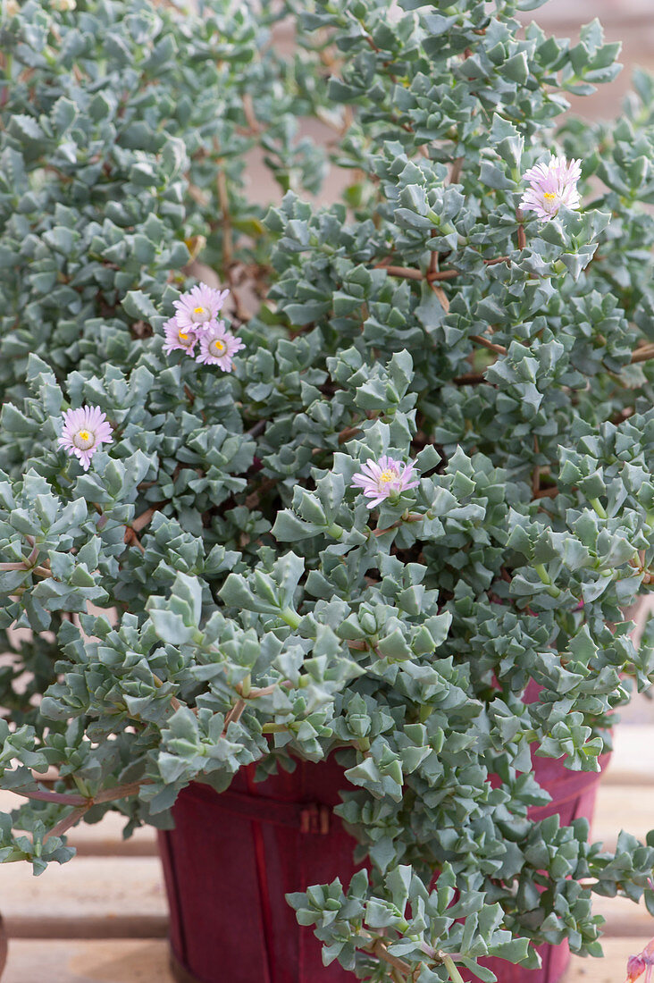 The ice plant comes from the midday flower family, the flowers smell of almonds