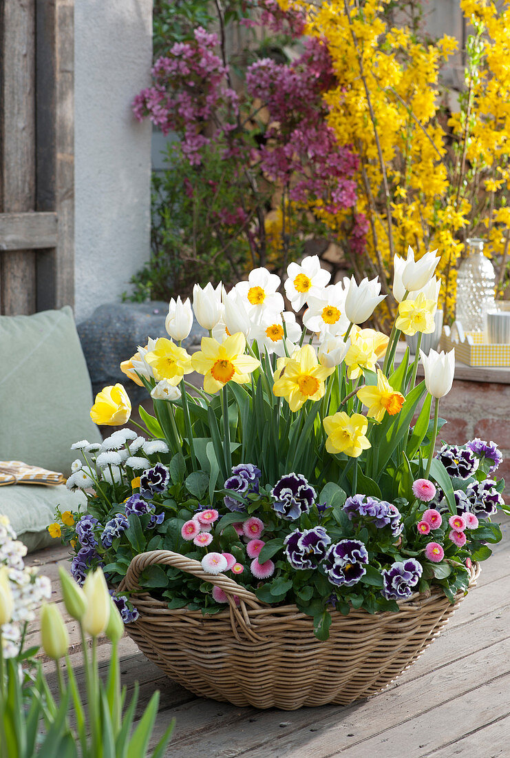 Basket with daffodils 'Flower Record' 'Red Devon' 'Carlton', tulips, pansy Viola ruffles 'Purple White Rim' and Tausendschön rose