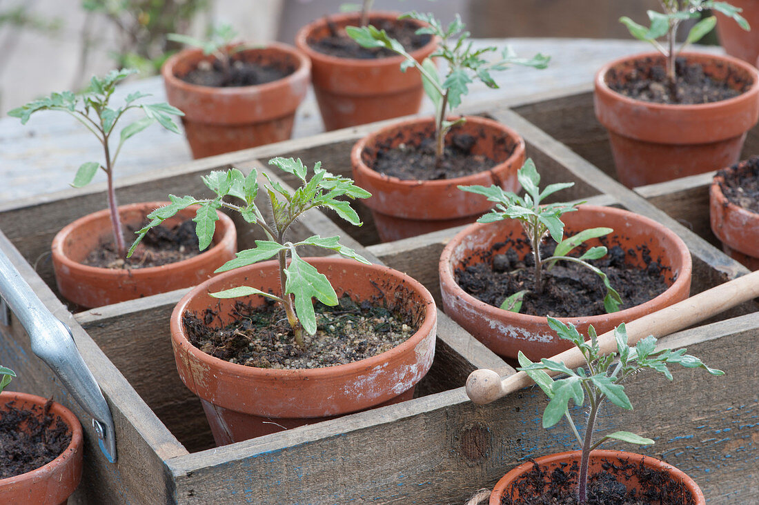 Tomato seedlings in clay pots