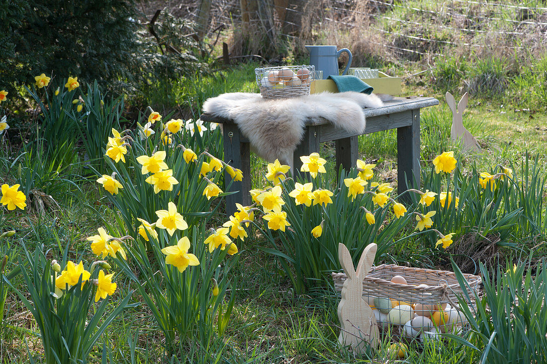 Ostern im Garten: Narzissen in der Wiese, Osterhase und Korb mit Ostereiern, Holzbank mit Fell und Tablett mit Gläsern und Krug