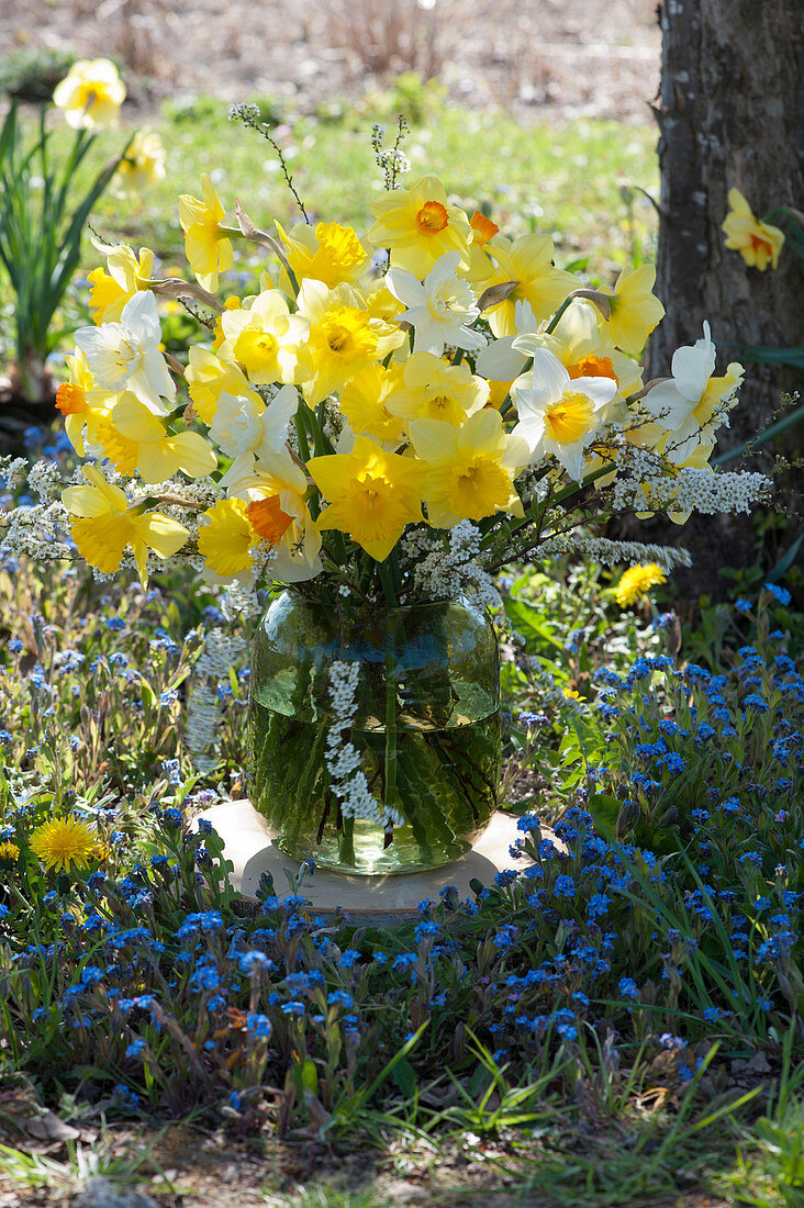 Spring bouquet of daffodils and bridal spars in a bed with forget-me-nots