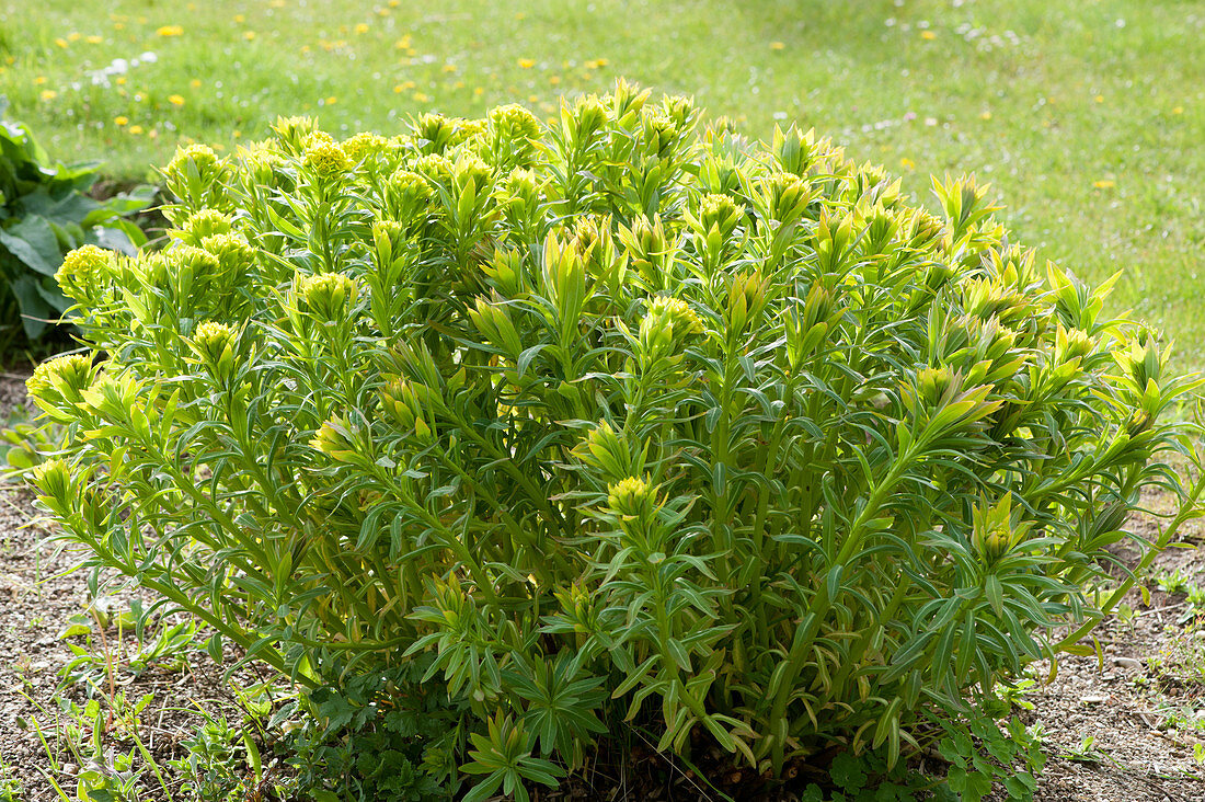 Cushion Spurge beginning to bloom