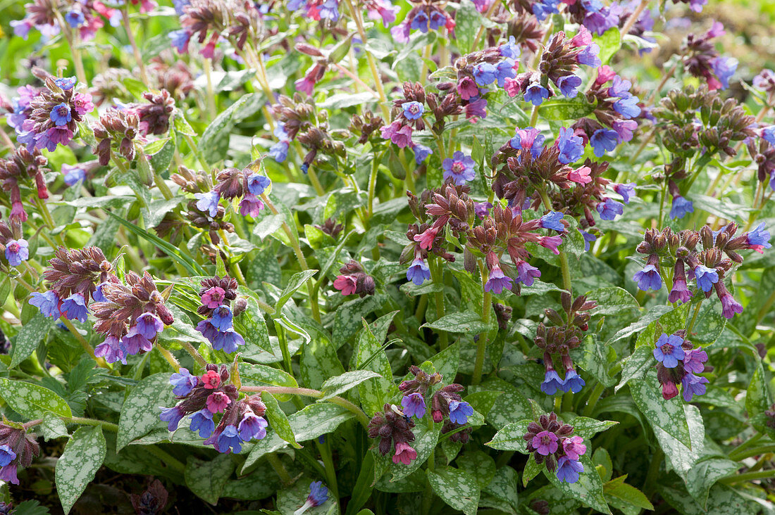 Lungwort 'Fontana di Trevi' with blue, purple and pink flowers