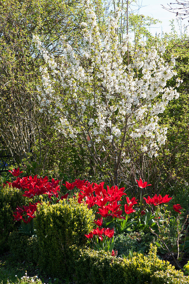 Prunus cerasus 'Morina' with lily-flowered tulips 'Pieter de Leur' behind box hedge