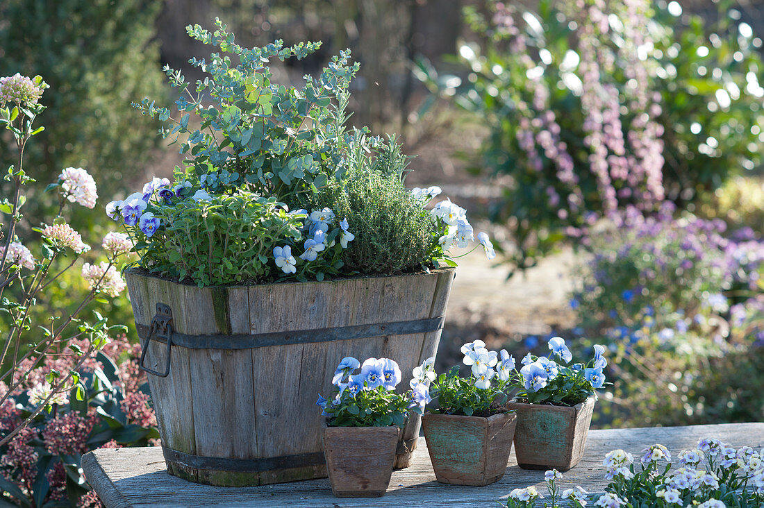 Eucalyptus, oregano, thyme, rosemary, and horned violets in wooden barrels and small wooden planters