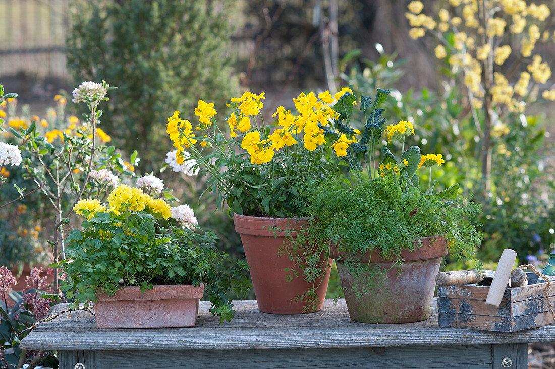 Spring Herbs and yellow flowers: wallflower 'Improved Winter Power', dill, cowslips, parsley, and woodruff