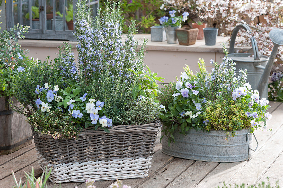 Blossoming rosemary, horned violet, lemon thyme, thyme, sage, and honeydew melon sage in a basket and a zinc tub