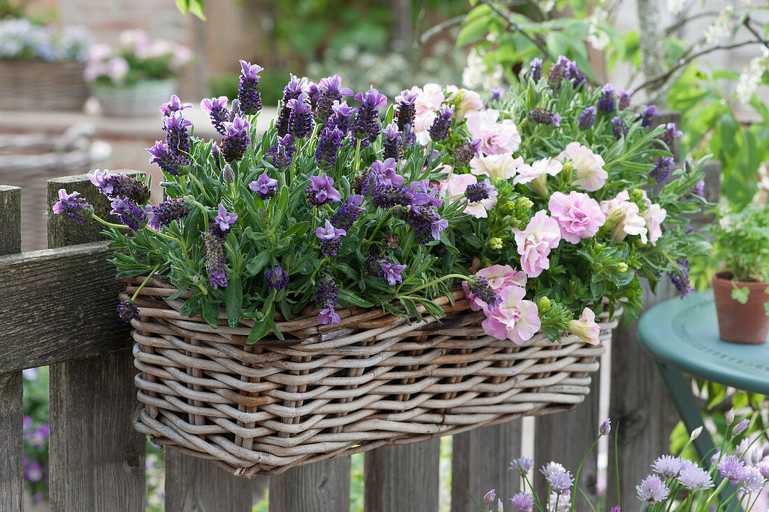 Flower box Basket with lavender and filled petunias on the garden fence