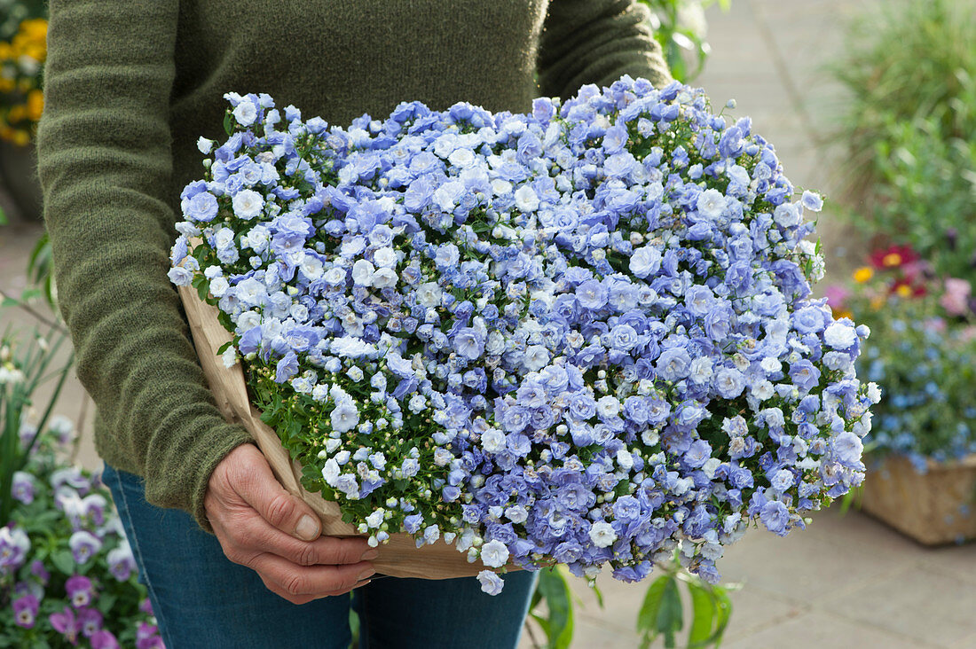 Frau bringt Kiste mit Karpaten-Glockenblume 'Blue Wonder'