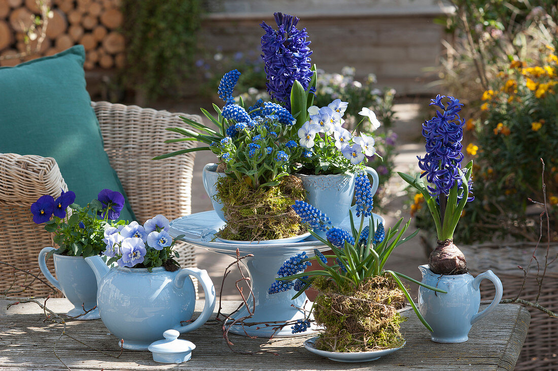 Blue spring arrangement: hyacinths, grape hyacinths, horned violets and forget-me-nots in blue cups and jugs