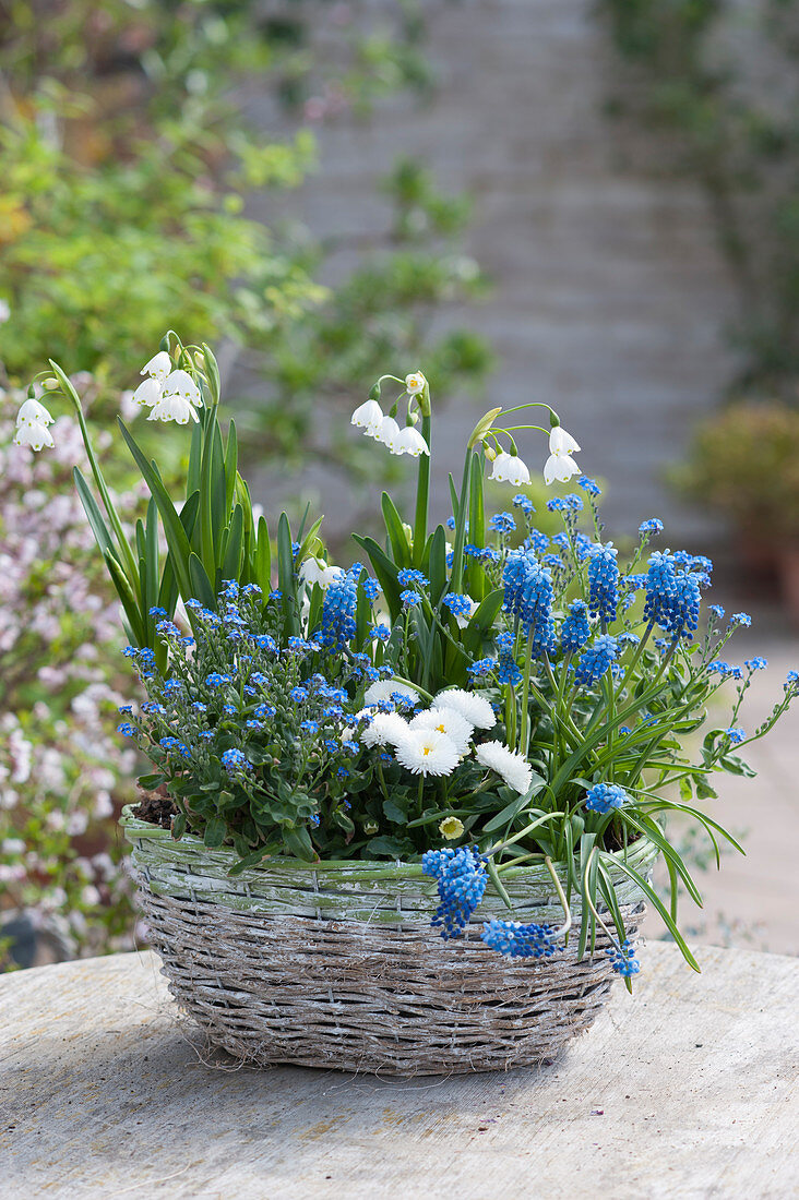Basket planted in blue and white with snowdrops, forget-me-nots, grape hyacinths, and daisies