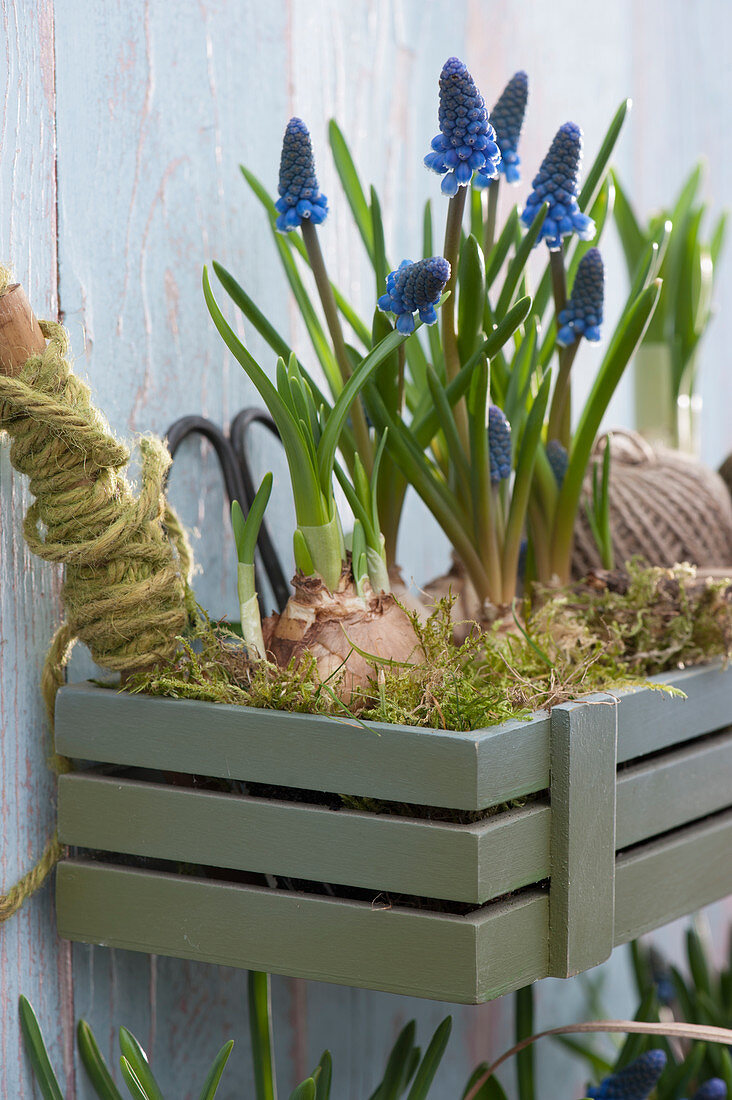 Wall hanging wooden box with grape hyacinths and sprouting daffodils in moss