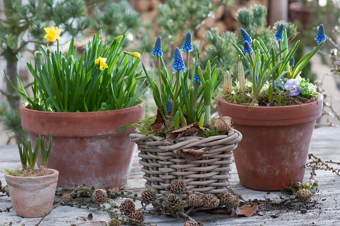 Pot arrangement with grape hyacinths and daffodils 'Tete a Tete', larch branch with cones