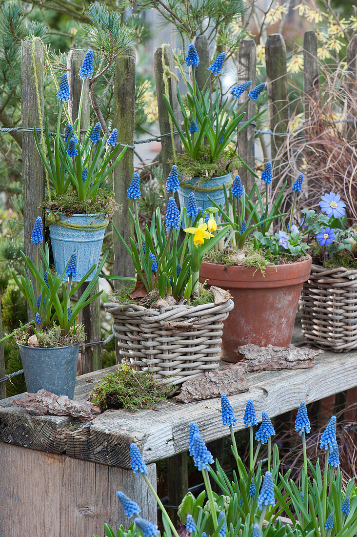 Spring arrangement at the garden fence: grape hyacinths, narcissus, and ray anemone in pots and baskets