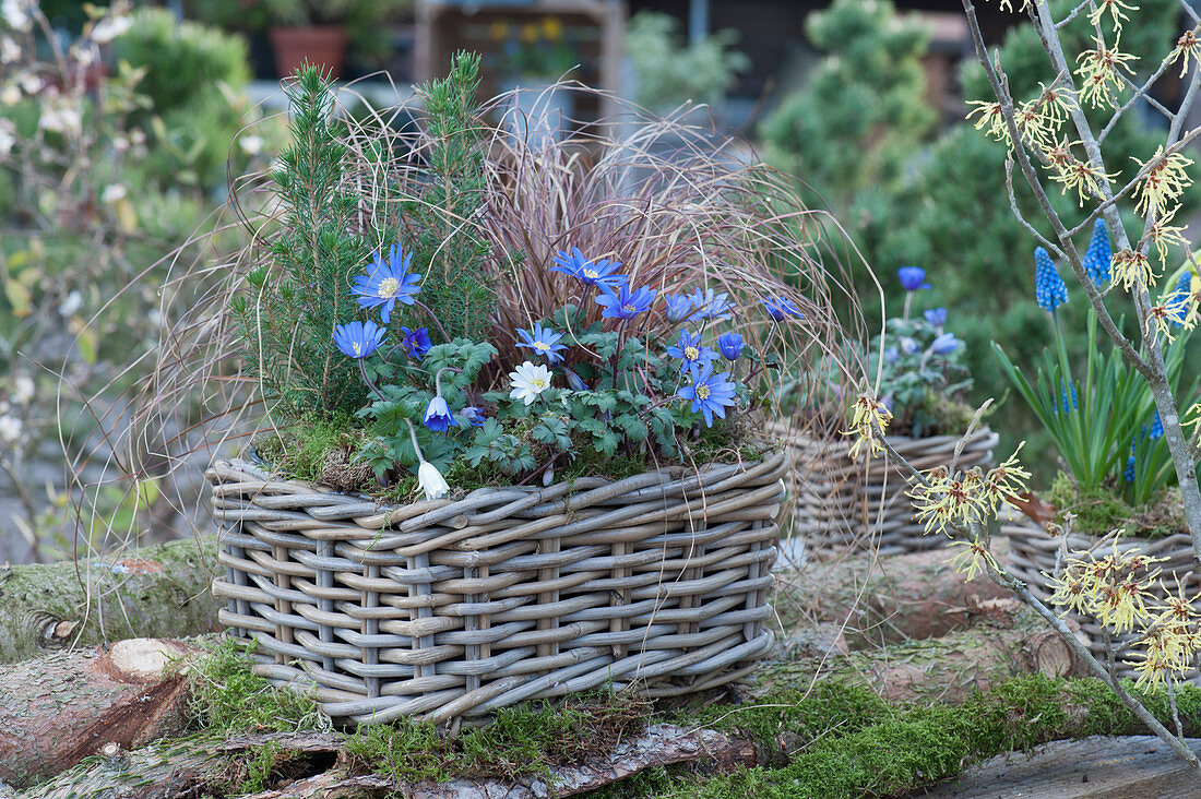 Basket with ray anemone, white spruce, and autumn sedge