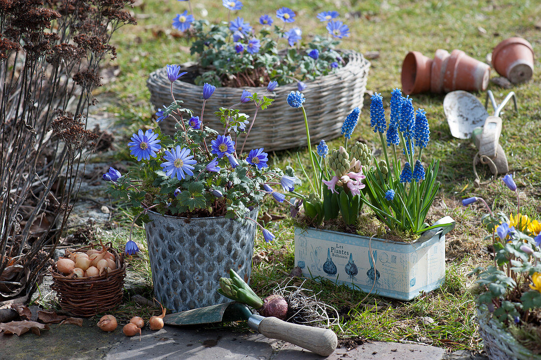 Ray anemone in a tin pot, a small box with grape hyacinths and hyacinths, next to it a basket with bulbs and a bare-root hyacinth.