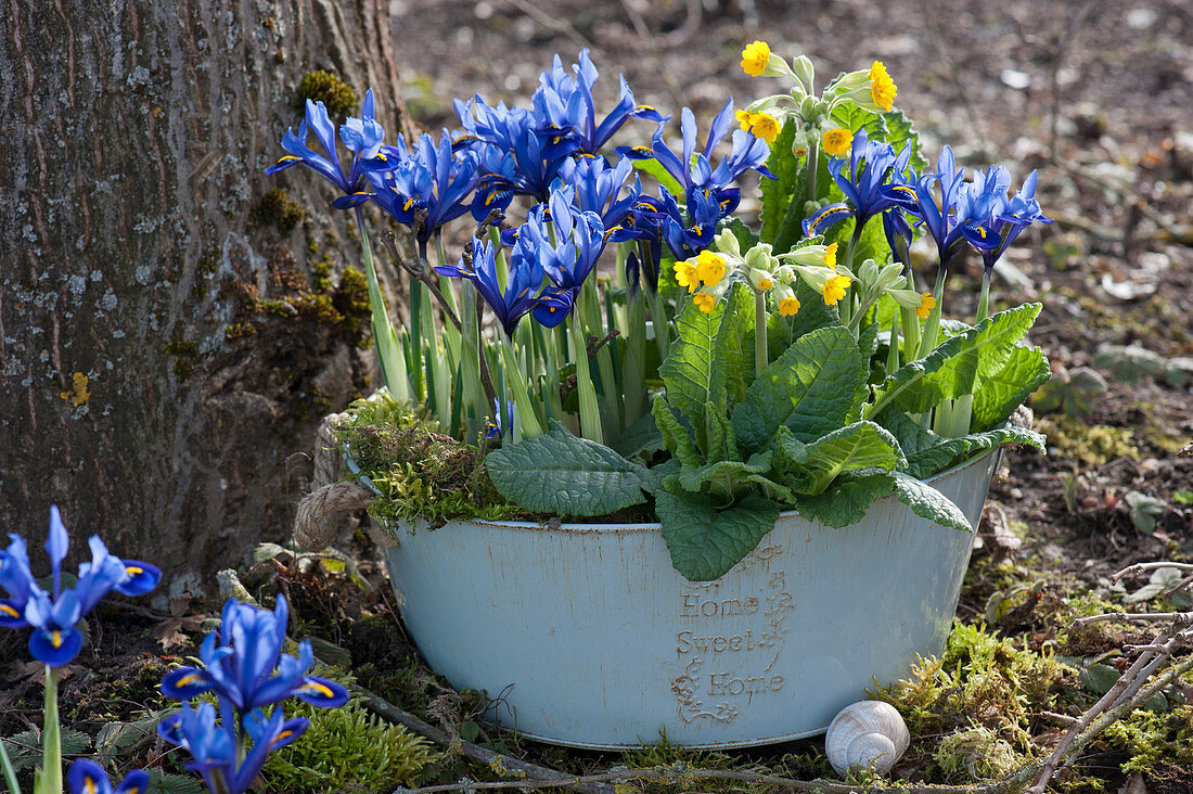 Blechwanne mit Netziris und Schlüsselblumen im Garten