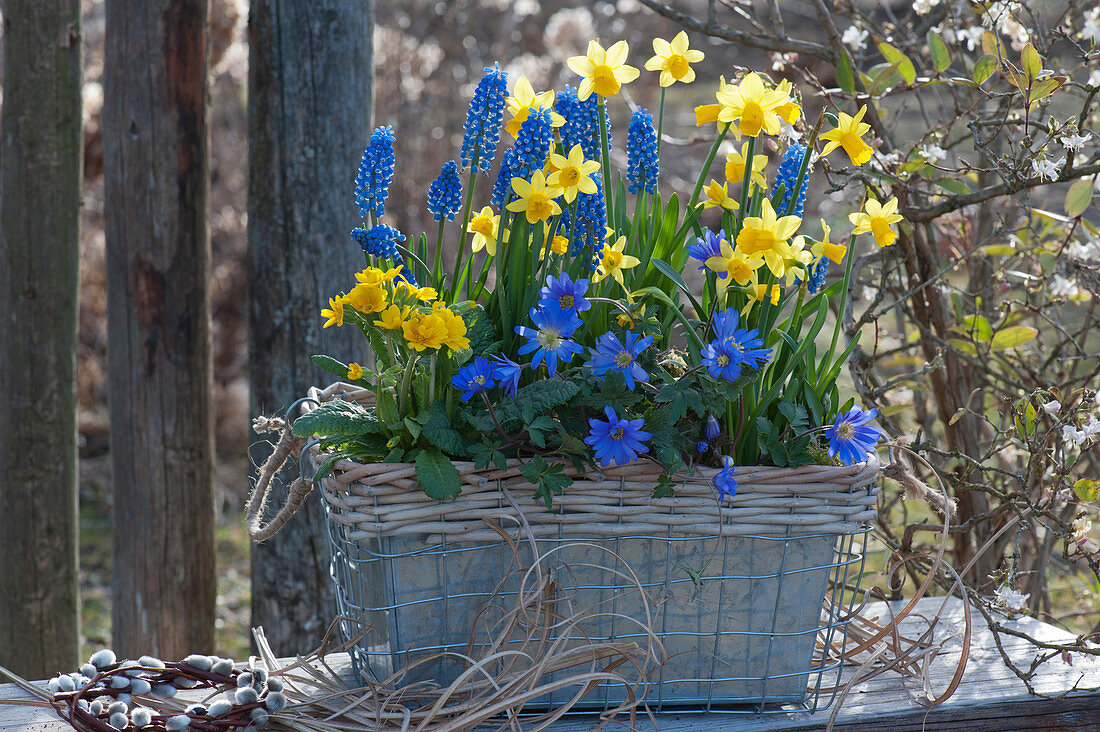Basket with daffodils 'Tete a Tete', grape hyacinths, ray anemone, and primrose, a small wreath of catkin willow