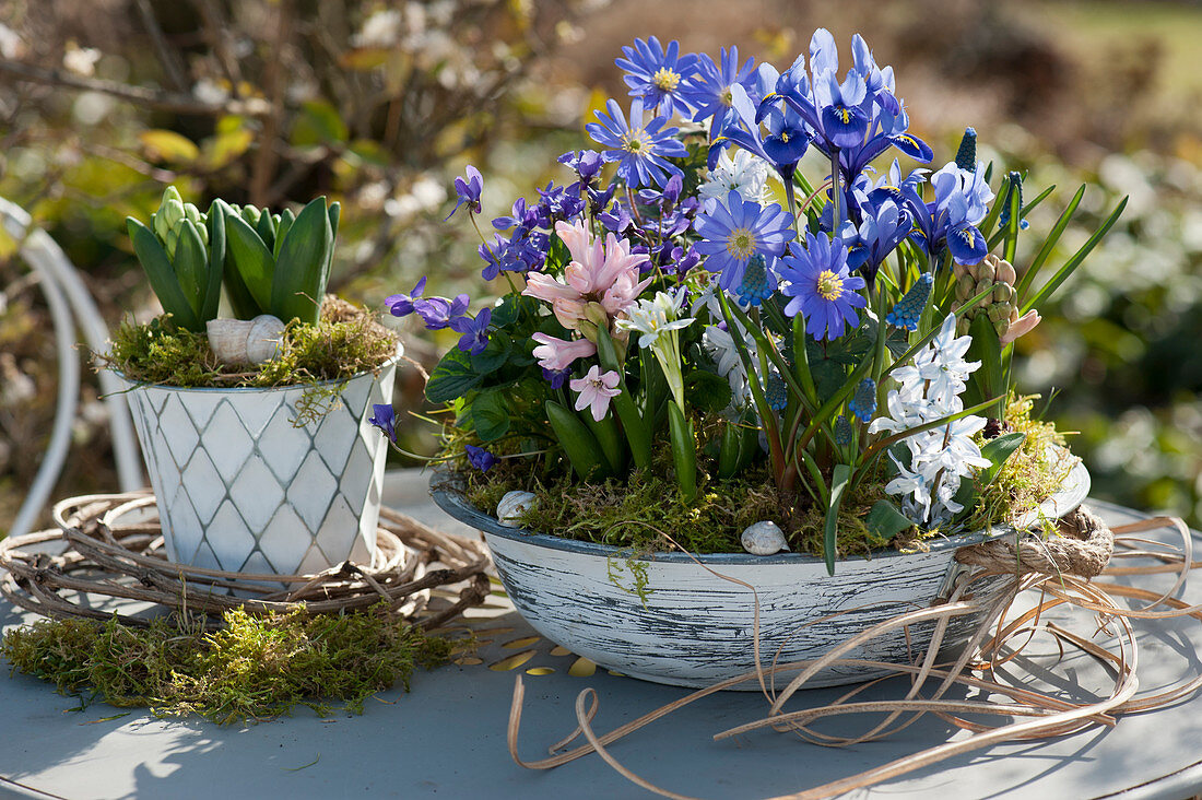 Bowl and pot with ray anemone, net iris, hyacinths, sweet violets, grape hyacinths, Puschkinia, and Ornithogalum