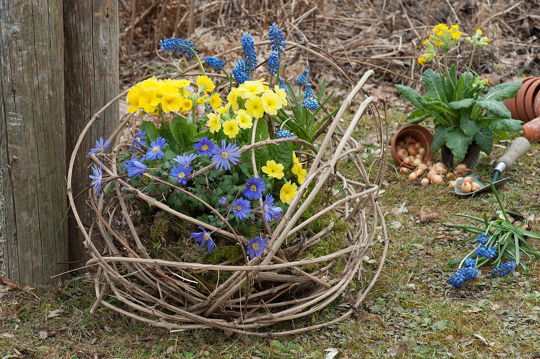 Strahlenanemone, hohe Primeln und Traubenhyazinthen im Mooskorb in Clematisranken