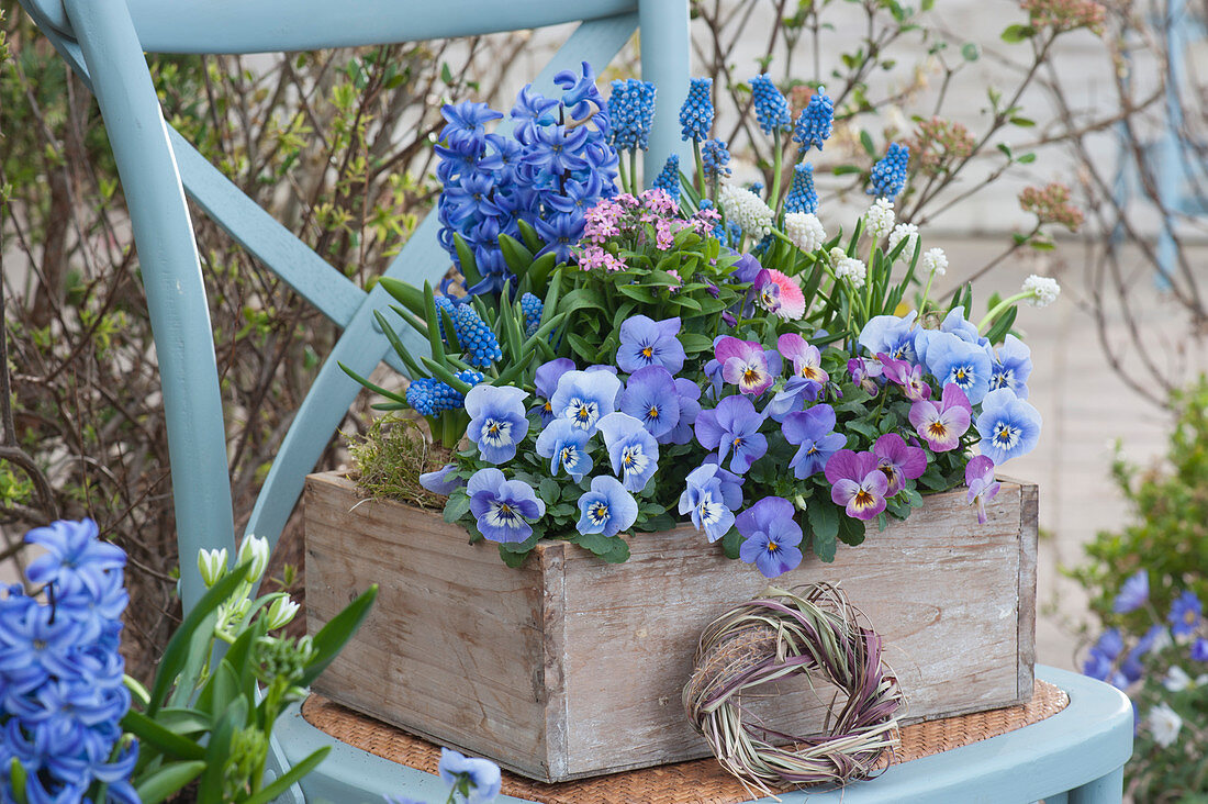 Wooden box with horned violets, grape hyacinths, hyacinths, and forget-me-nots, a small wreath of grasses as decoration