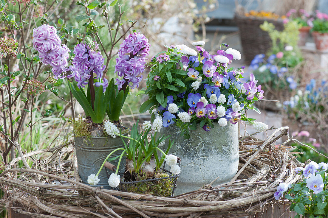Spring decoration with hyacinths, horned violets, grape hyacinths, daisies, and forget-me-nots, decorated in a wreath of clematis vines
