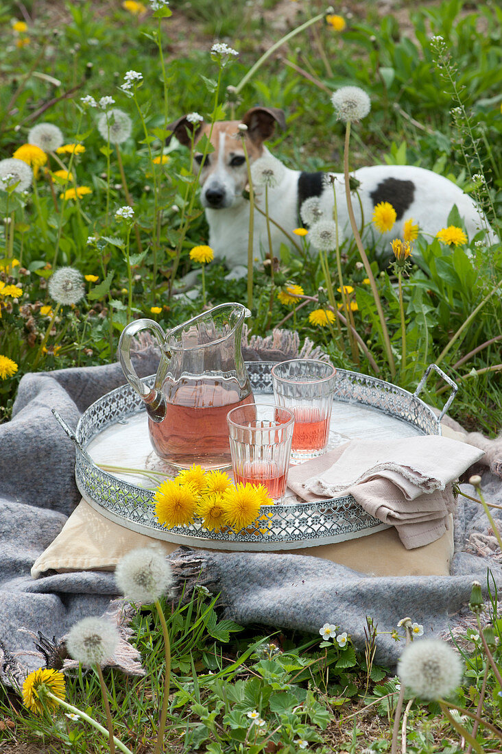 Entspannung in der Löwenzahn-Wiese: Decke, Kissen und Tablett mit Blüten, Krug und Gläsern mit Tee, Hund Zula