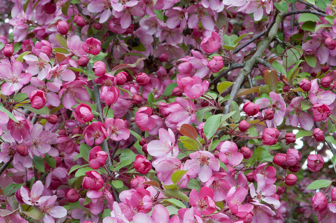 Pink flowering ornamental apple tree 'Paul Hauber'