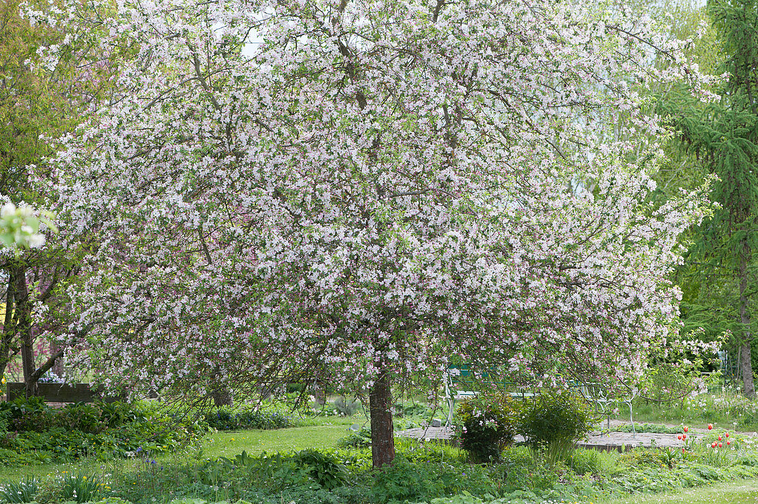 Crabapple tree in full bloom