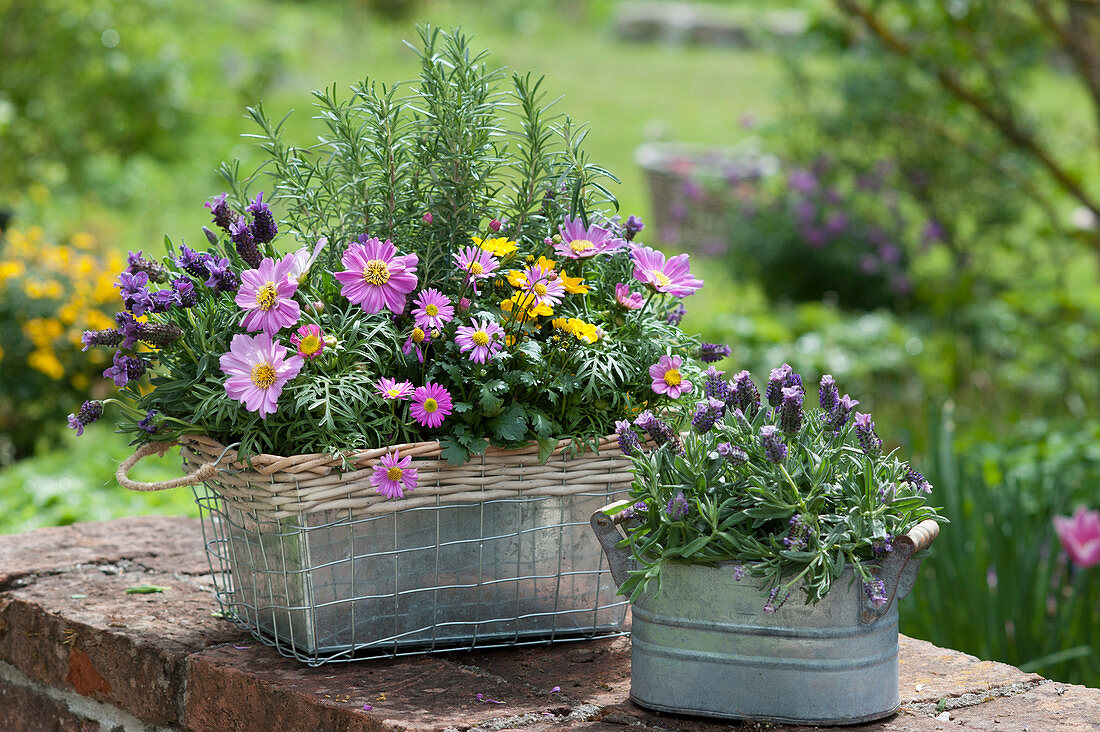 Decorative basket, lavender, Bidens ferulifolia, Swan River daisy, and rosemary in zinc containers