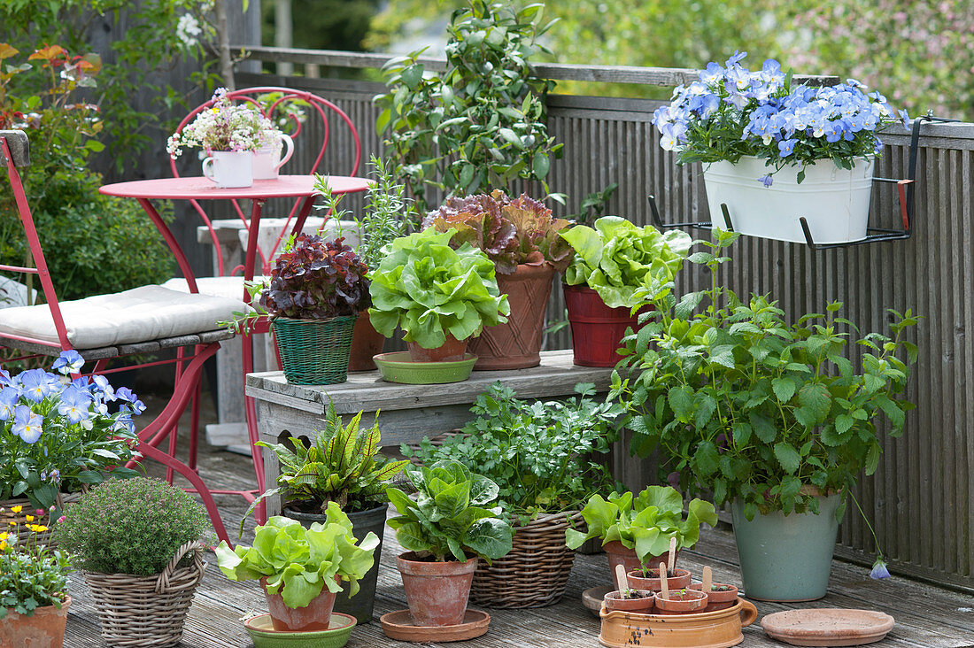 Salads and herbs: lettuce, romaine lettuce, blood sorrel, parsley, lemon balm, lettuce, thyme, horned violet