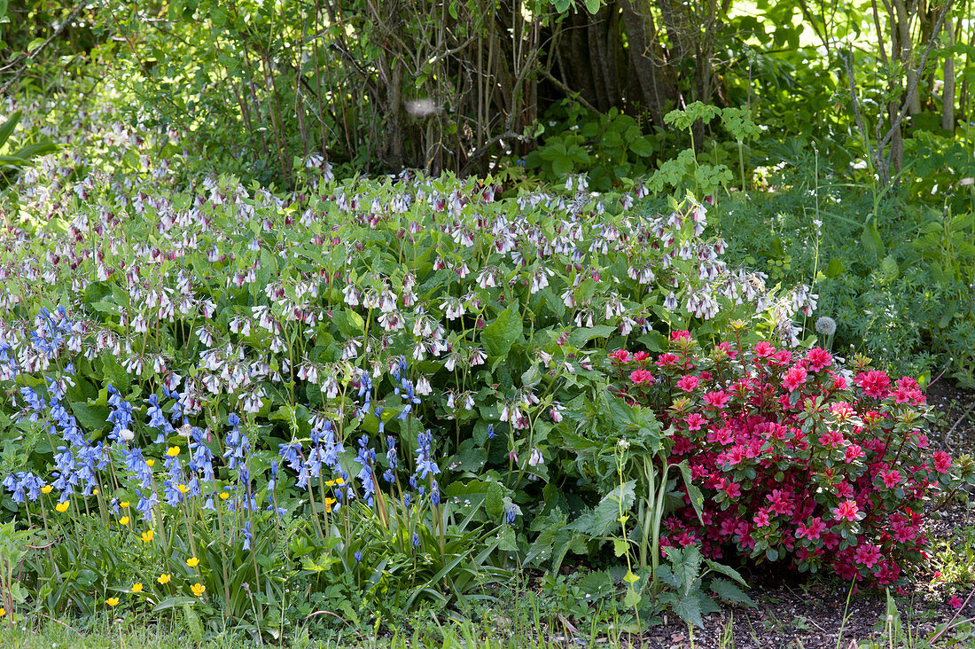 Spring garden bed with blooming comfrey, bluebells, and Japanese azalea 'Kermesina'