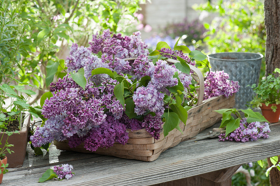 Freshly cut lilacs in a basket