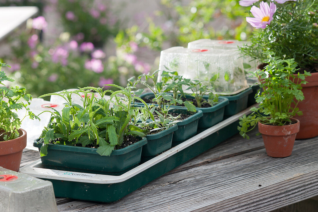 Propagation of cuttings in heated propagation boxes: verbena, tomatoes, a small plant pot of parsley