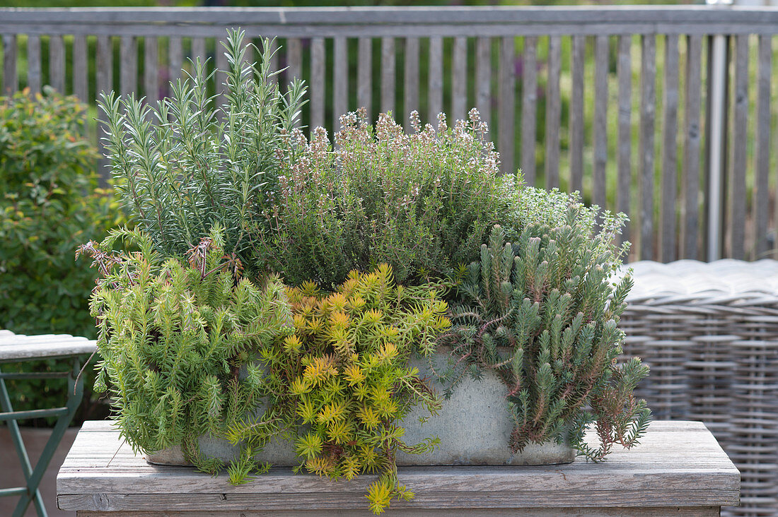 Stone orpine 