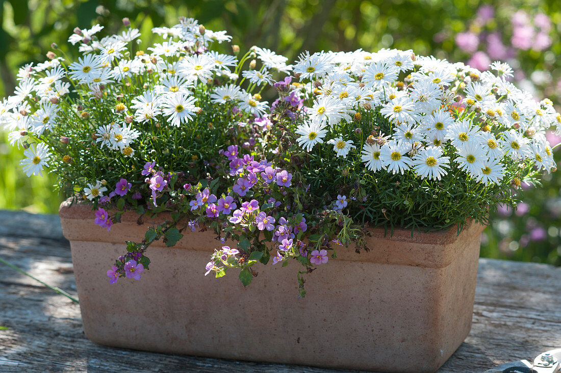 White blooming common daisy Surdaisy 'White Improved' with snowflake flower Everest 'Blue' in terracotta flower box