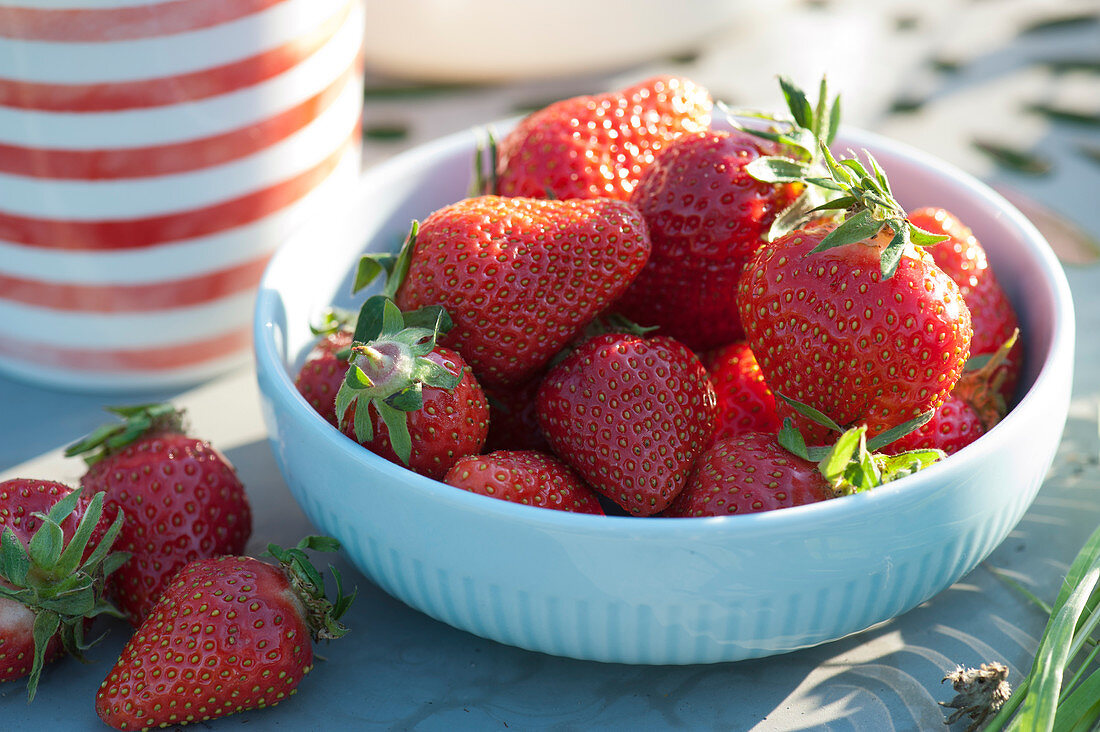 Schale mit frisch gepflückten Erdbeeren