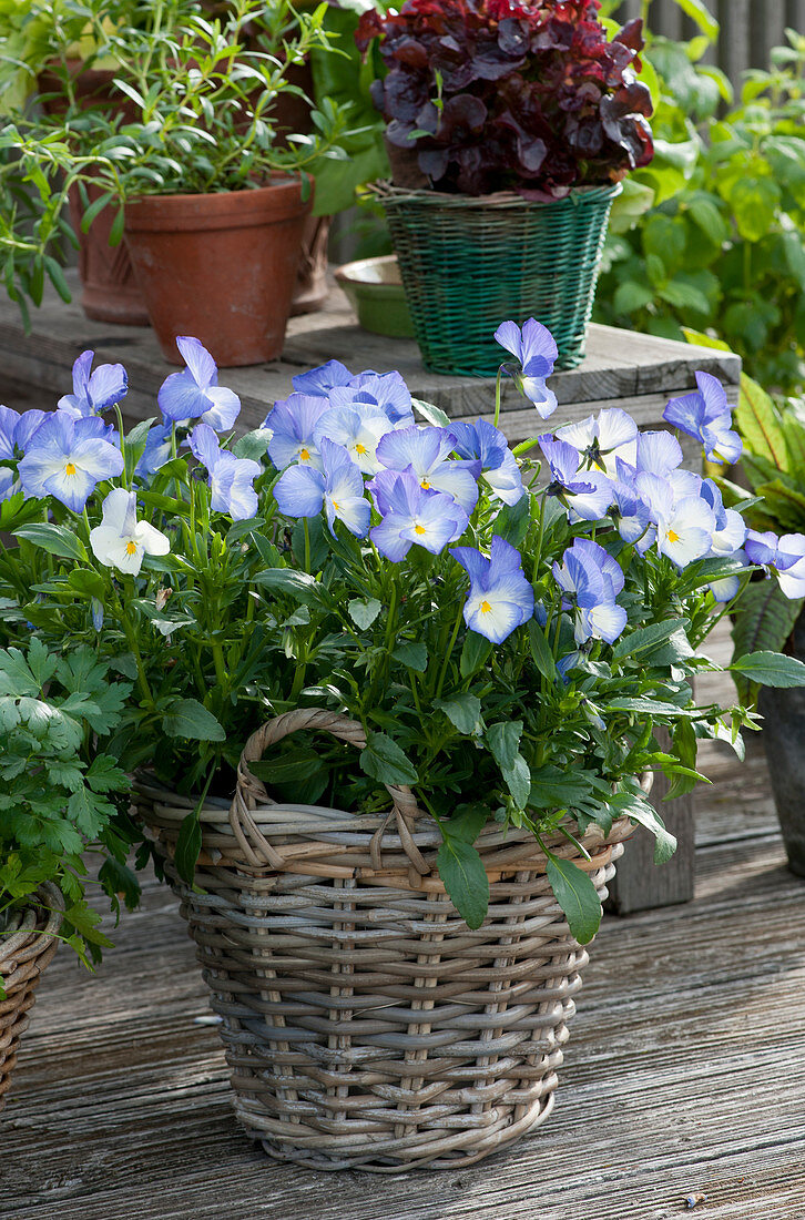 Horned violet 'Blue Moon' in a basket