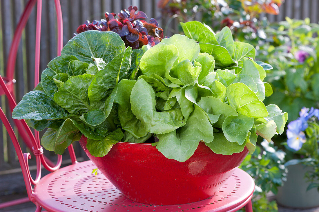 Different types of lettuce in a red bowl