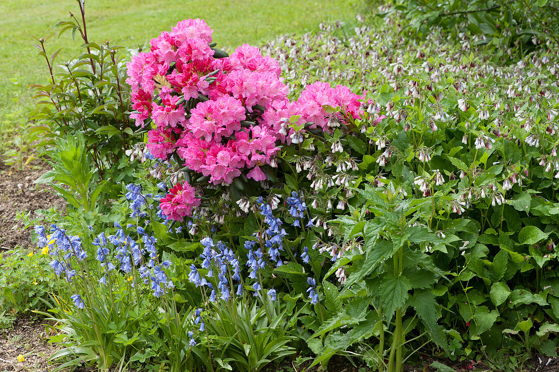 Rhododendron 'Anka Heinje' in a flower bed with bluebells, comfrey, and peonies